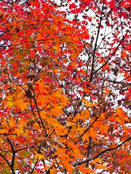 紅葉 紅葉の写真