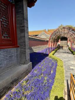 瀋陽故宮博物院内のラベンダー 瀋陽故宮博物院内のラベンダーの写真
