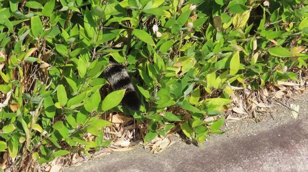 頭を隠して尻尾を隠さないもふもふ猫 猫,キジトラ,尻尾の写真素材