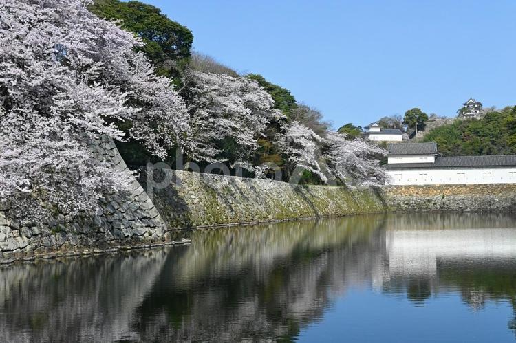 桜咲く滋賀県彦根城の外堀と国宝天守 彦根城,外堀,桜の写真素材