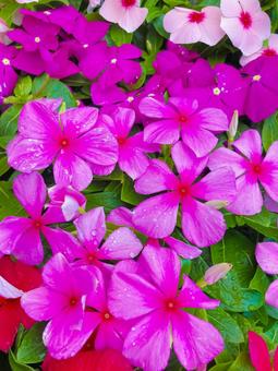 Madagascar periwinkle, JPG