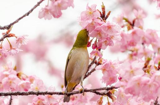 河津桜の蜜を吸うメジロ 河津桜の蜜を吸うメジロ メジロ,鳥,野鳥の写真素材