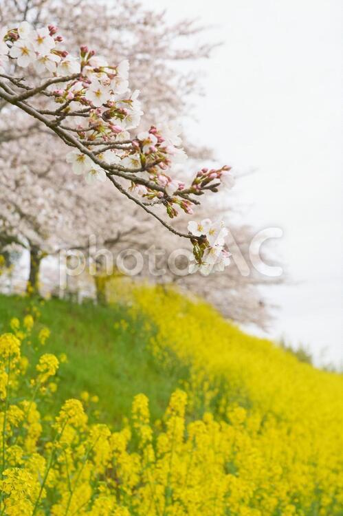 菜の花と桜７ 菜の花,桜,花の写真素材