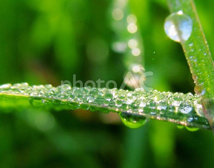 水滴と緑の葉と朝の光 水滴,すいてき,waterの写真素材