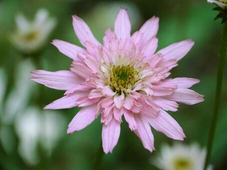 淡いピンクのエキナセアのグラデーション エキナセア,花,ガーデニングの写真素材