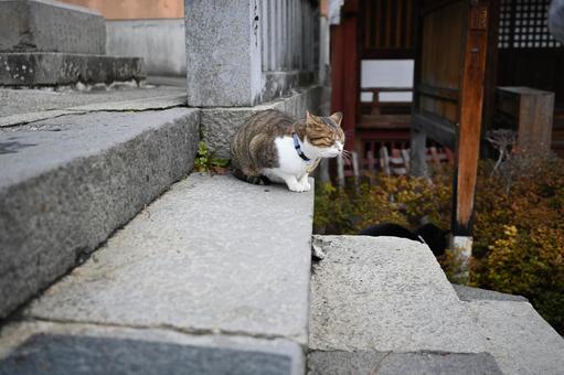 猫 猫,可愛い猫,出会いの写真素材