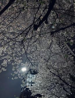 夜桜 夜桜の写真