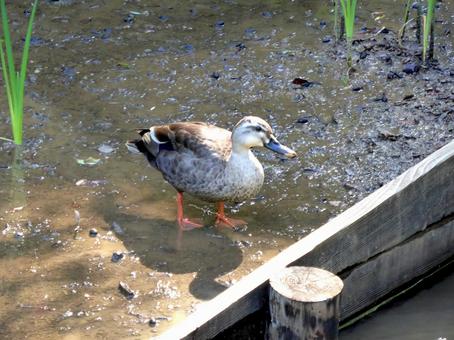 公園の畑までやってきたカルガモ 公園の畑までやってきたカルガモ カルガモ,鳥,野鳥の写真素材