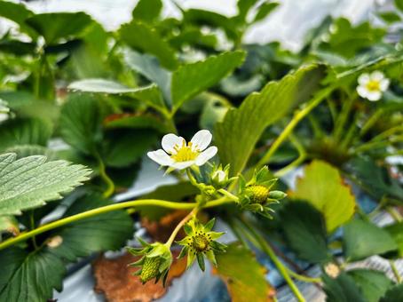 苺の花 苺の花 苺,花,植物の写真素材
