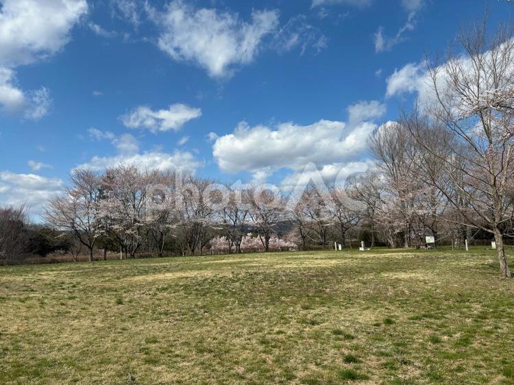 仙台三神峯公園の桜 青空,桜,公園の写真素材