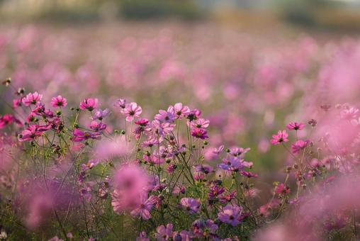 吹上コスモス畑に咲くコスモス 花,コスモス,ピンクの写真素材