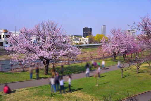 発寒河畔公園の桜 3の写真