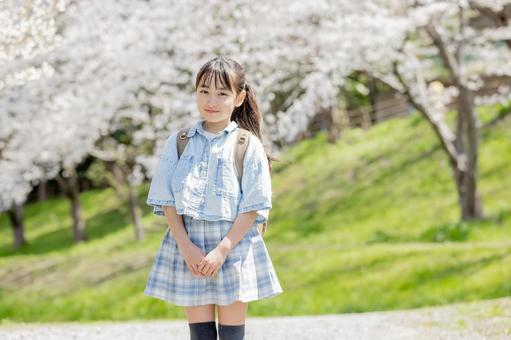 通学をする小学生 桜並木 通学をする小学生 桜並木の写真
