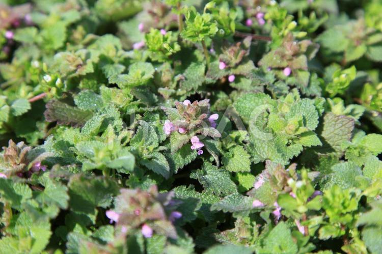 緑の草と紫の小さな花 野外,雑草,屋外の写真素材
