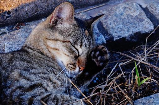 ねこの寝顔 ねこの寝顔の写真