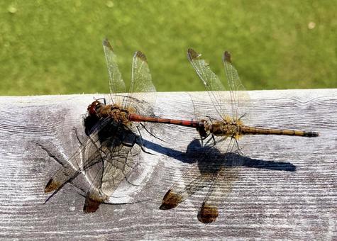 赤トンボのつがい2 秋,トンボ,夫婦の写真素材