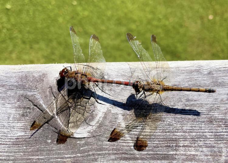 赤トンボのつがい2 秋,トンボ,夫婦の写真素材