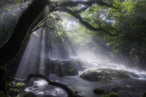 熊本-【菊池渓谷の光芒】 熊本-【菊池渓谷の光芒】 熊本,菊池渓谷,川の写真素材