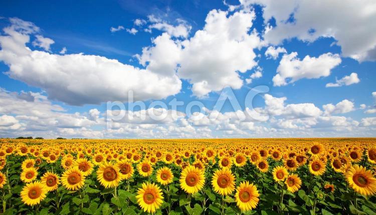 ひまわり畑と青空　夏空 フラワー,flower,畑の写真素材