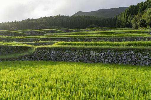 坂元棚田 坂元棚田 坂元棚田,棚田,田の写真素材
