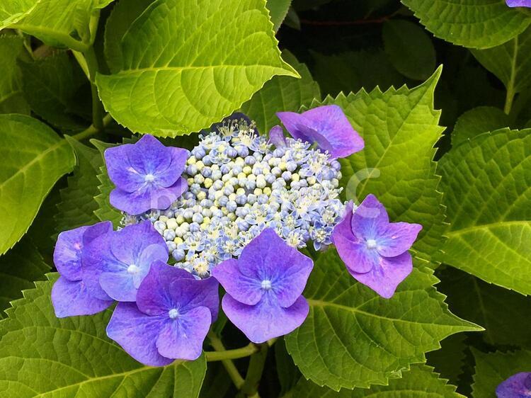 ガクアジサイ 紫陽花,ガクアジサイ,梅雨の写真素材