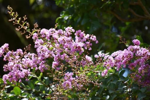 Crape myrtle, JPG Crape myrtle, JPG