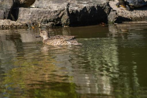 水辺のコガモ 水辺のコガモの写真
