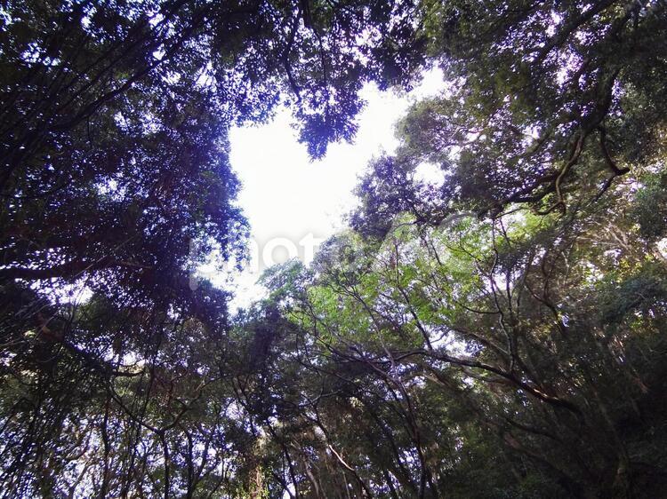 木漏れ日 木漏れ日,木,日の写真素材