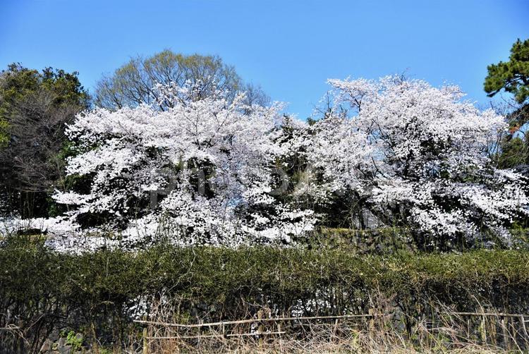 城壁と桜 春,桜,城壁の写真素材