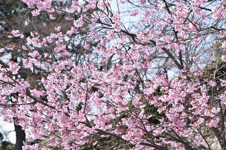 咲き誇る桜 桜,さくら,サクラの写真素材