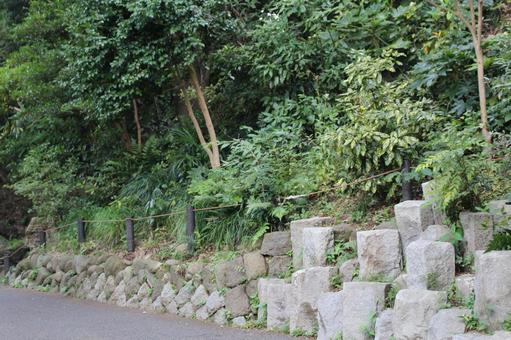 野毛山 野毛山 動物園,公園,生き物の写真素材