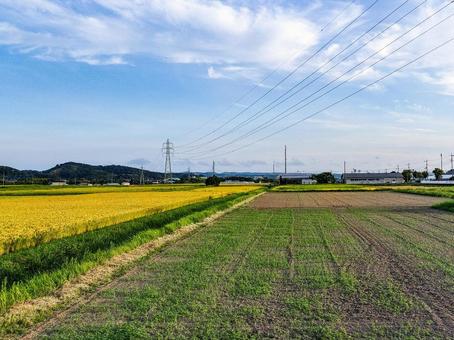 千葉県南部　8月の稲田の風景の写真