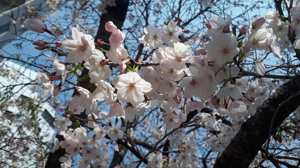 桜 桜の写真