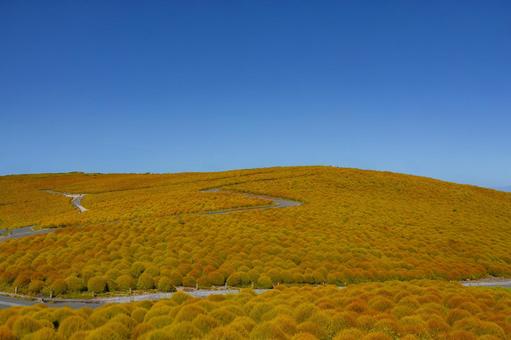 Kochia beginning to change color, JPG