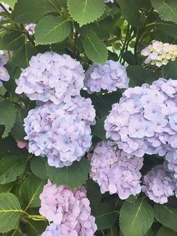 あじさい紫 あじさい紫 可愛い,かわいい,女性らしいの写真素材