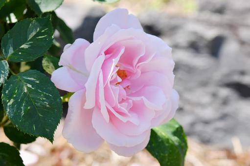 薔薇 ヘルシューレン 薔薇 ヘルシューレン 薔薇,ヘルシューレン,ピンクの写真素材