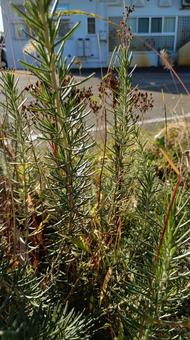 香りのよいハーブ・ローズマリー ローズマリー,ハーブ,若返りのハーブの写真素材