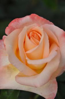 華6 バラ,薔薇,バラ科の写真素材