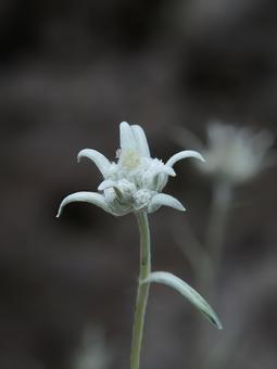 エーデルワイス エーデルワイスの写真