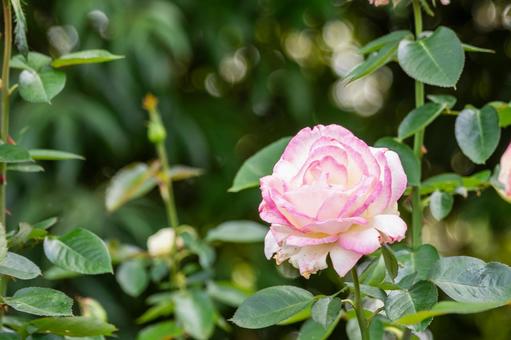 秋のバラ⑻ 秋のバラ⑻ 花,バラ,秋の写真素材