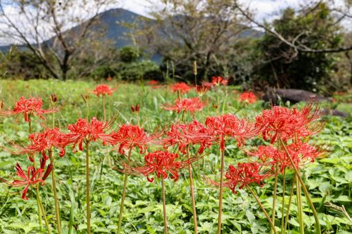 赤いヒガンバナ 赤いヒガンバナ 彼岸花,曼殊沙華,赤の写真素材