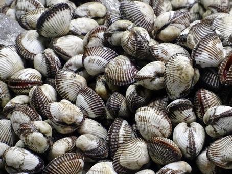 サルボウガイ サルボウガイ サルボウ,二枚貝,魚屋の写真素材