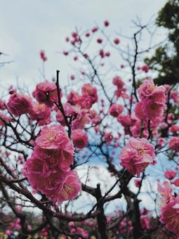 Photo, plum, pink, a lot, 