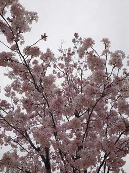 さくら　縦向き さくら,春,祝の写真素材