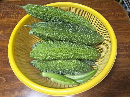 夏 ゴーヤ 豊作 野菜 夏野菜 夏 ゴーヤ 豊作 野菜 夏野菜 野菜,ビタミン,フレッシュの写真素材