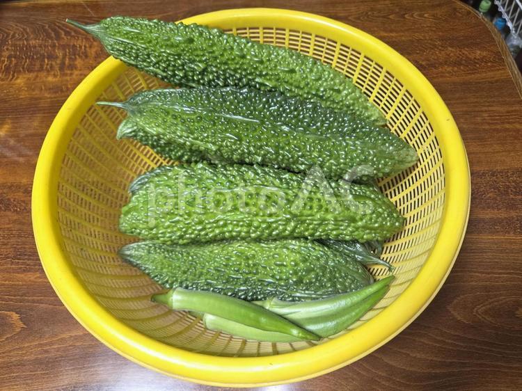 夏　ゴーヤ　豊作　野菜　夏野菜 野菜,ビタミン,フレッシュの写真素材