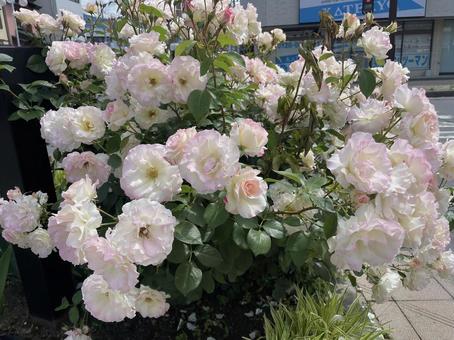 バラ バラ,花,庭の写真素材