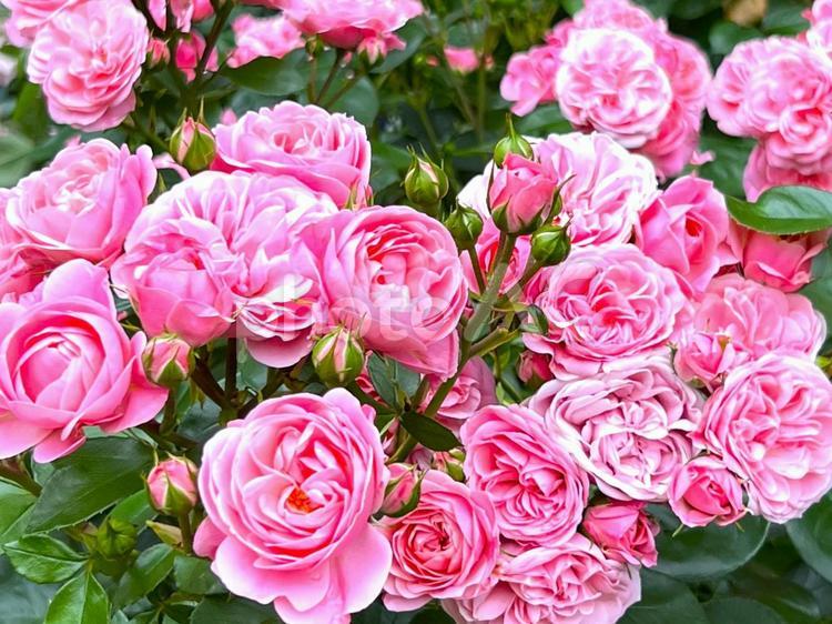 たくさんのバラ バラ,花,たくさんの写真素材
