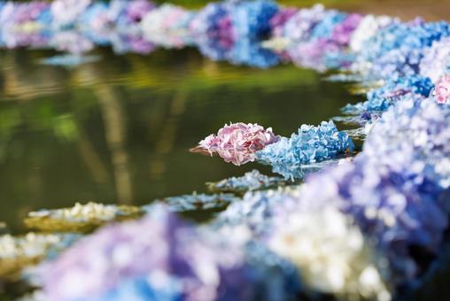 Hydrangeas at Kyuanji Temple, Osaka, JPG