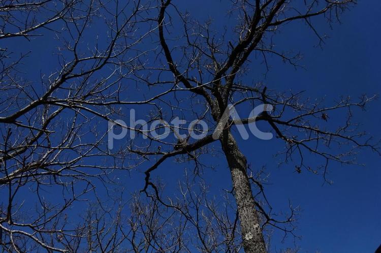落葉した枯れ木と青空 枯れ木,空,青の写真素材